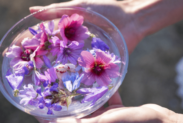 huiles-essentielles-plantes-et-fleurs-de-Bach-les-indispensables-bio-en-confinement