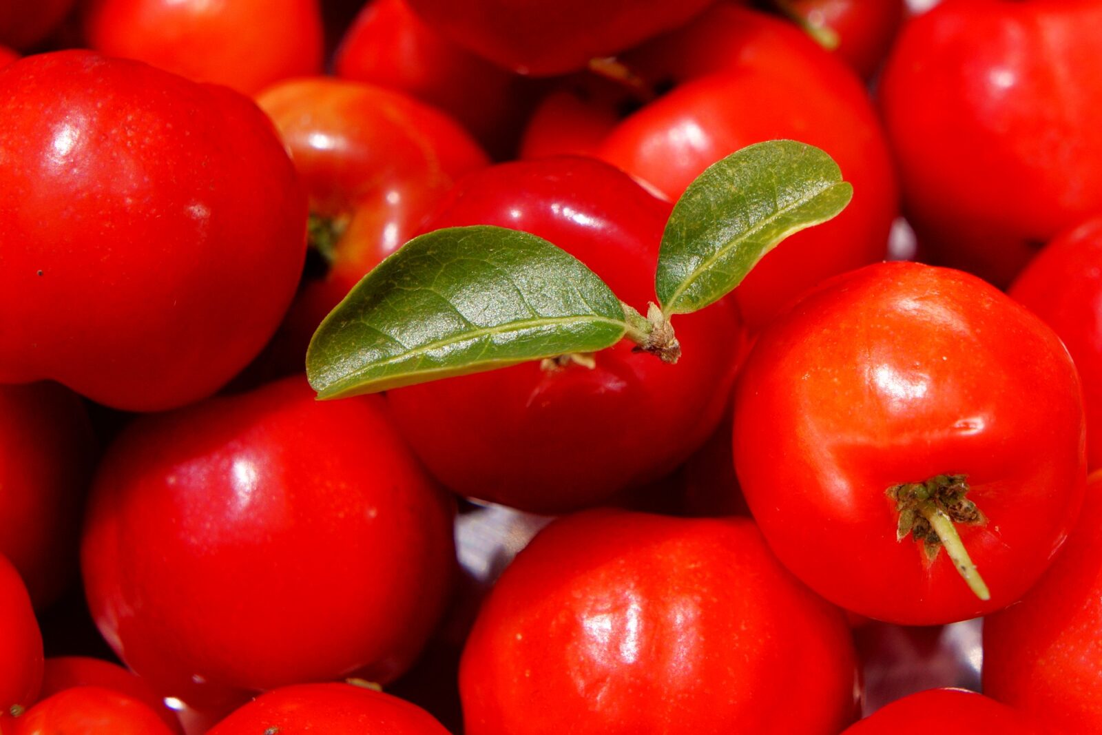 acerola