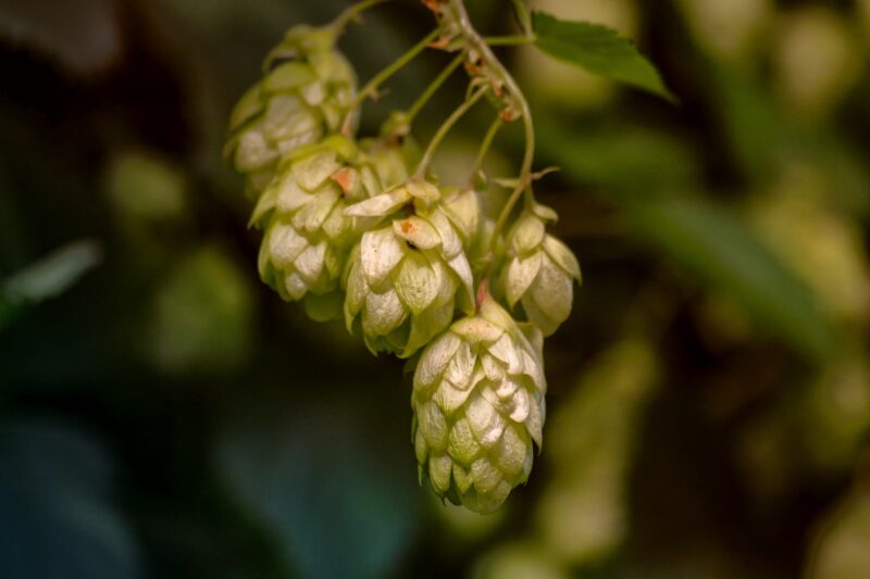 cycle-menstruel-solutions-naturelles-bio