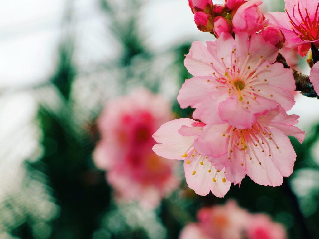 bijin beauté naturelle, soins japonais bio