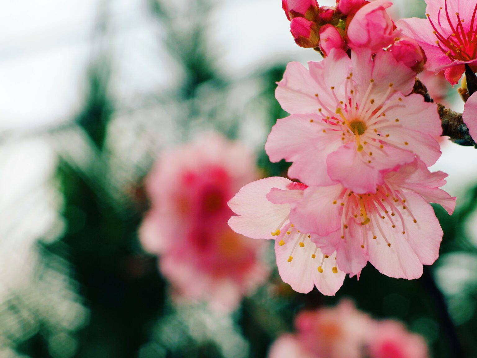 bijin beauté naturelle, soins japonais bio