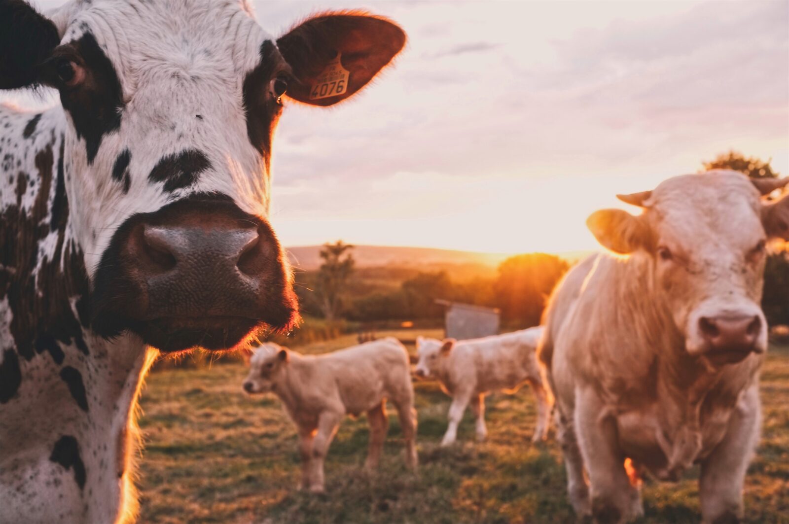 le bio qu'est-ce que c'est, agriculture, bien être animal