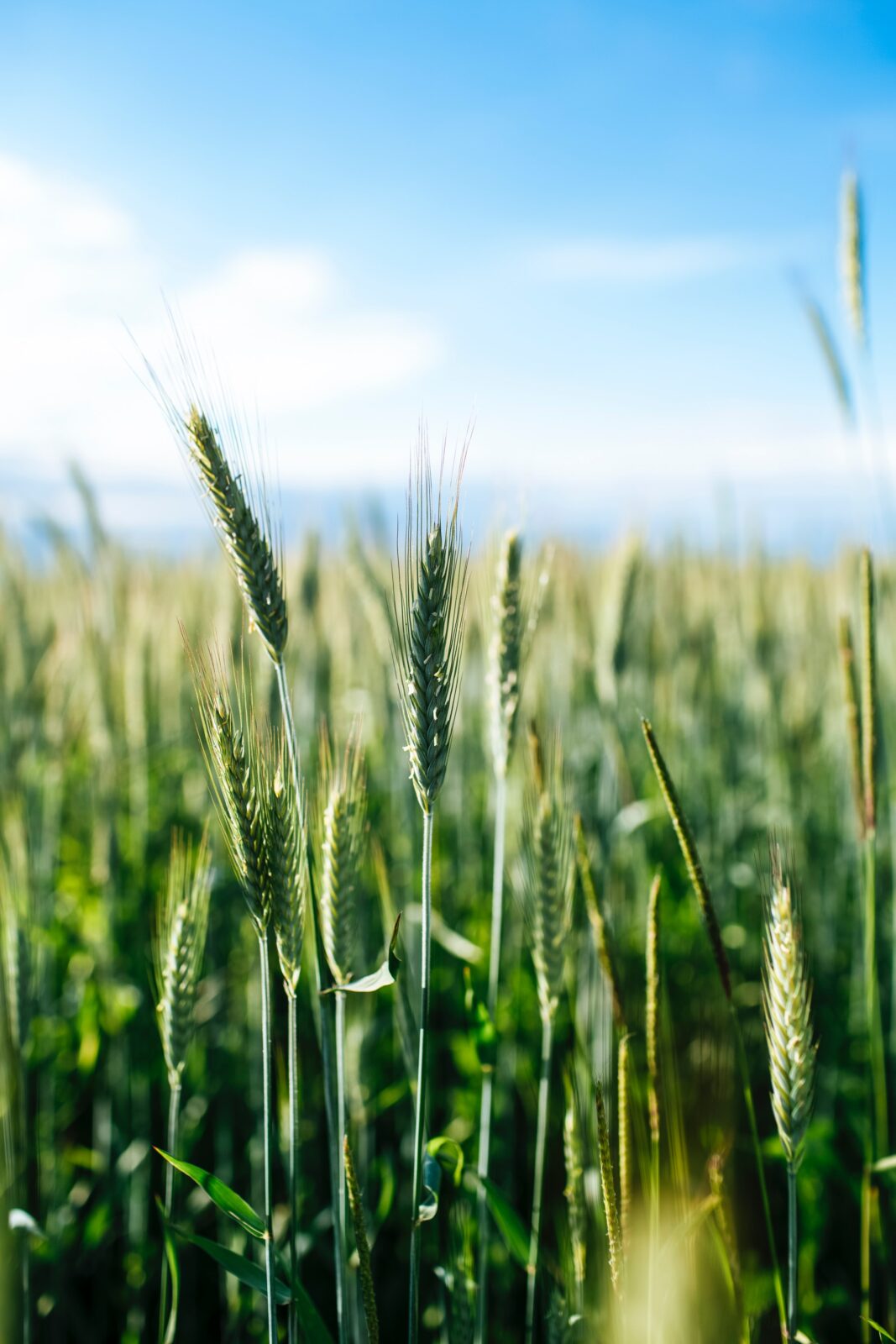 qu'est-ce que le bio, produit biologique, agriculture