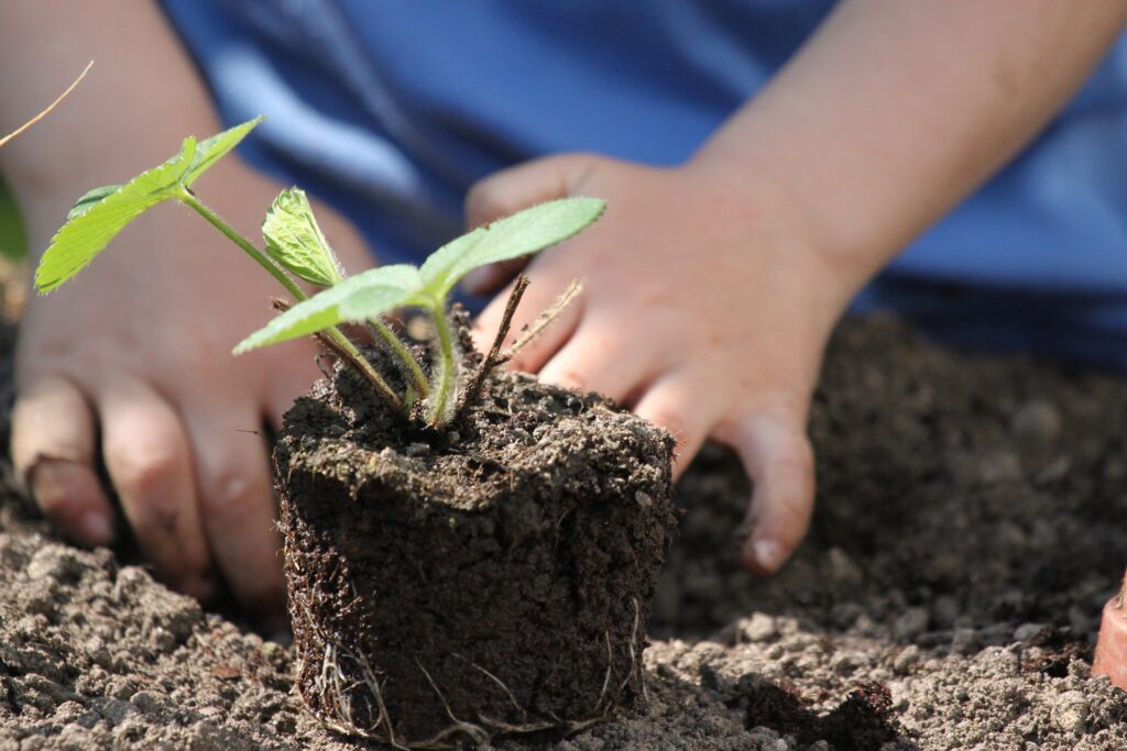préparer son potager maison, fruits et légumes bio
