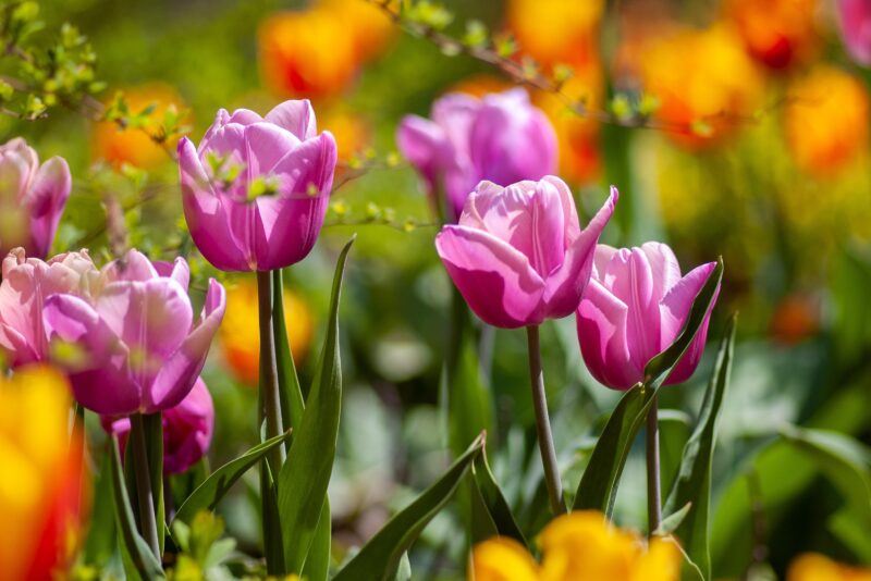 entretenir son jardin printemps, traitement naturel et bio