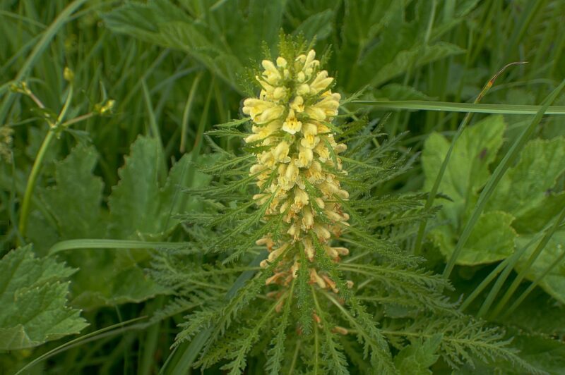 Le pollen d'ambroisie, principal responsable du rhume des foins