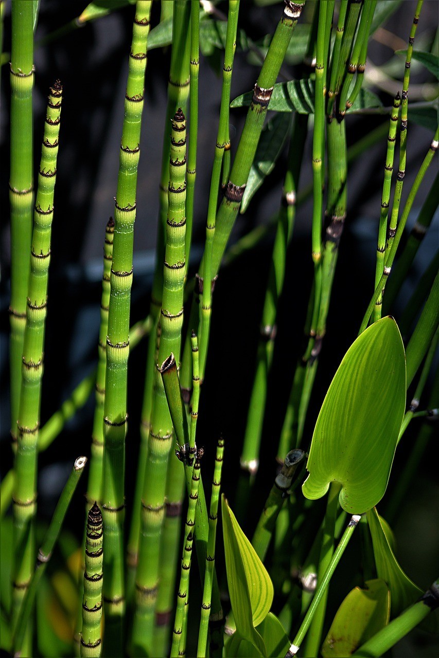 jardin printemps, comment le traiter avec des produits naturels et bio, la prêle