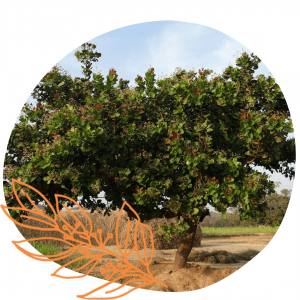 arbre à noix de cajou arbre à noix de cajou